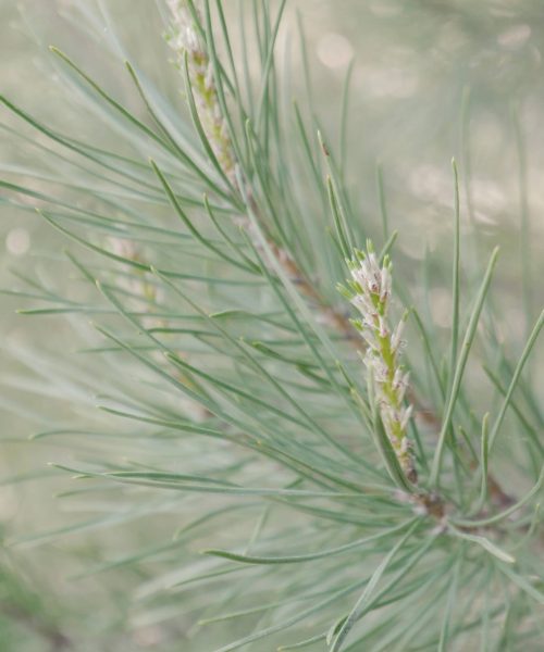 beautiful pine Pefkohori Halkidiki